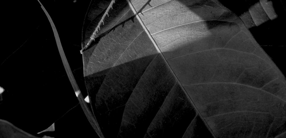 Archibaldo Ramaverde