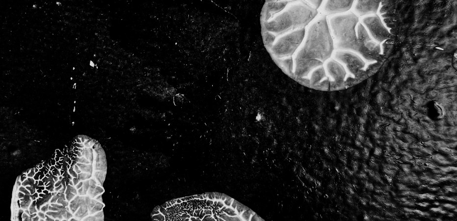 Inseptos inectos/ «Colección»