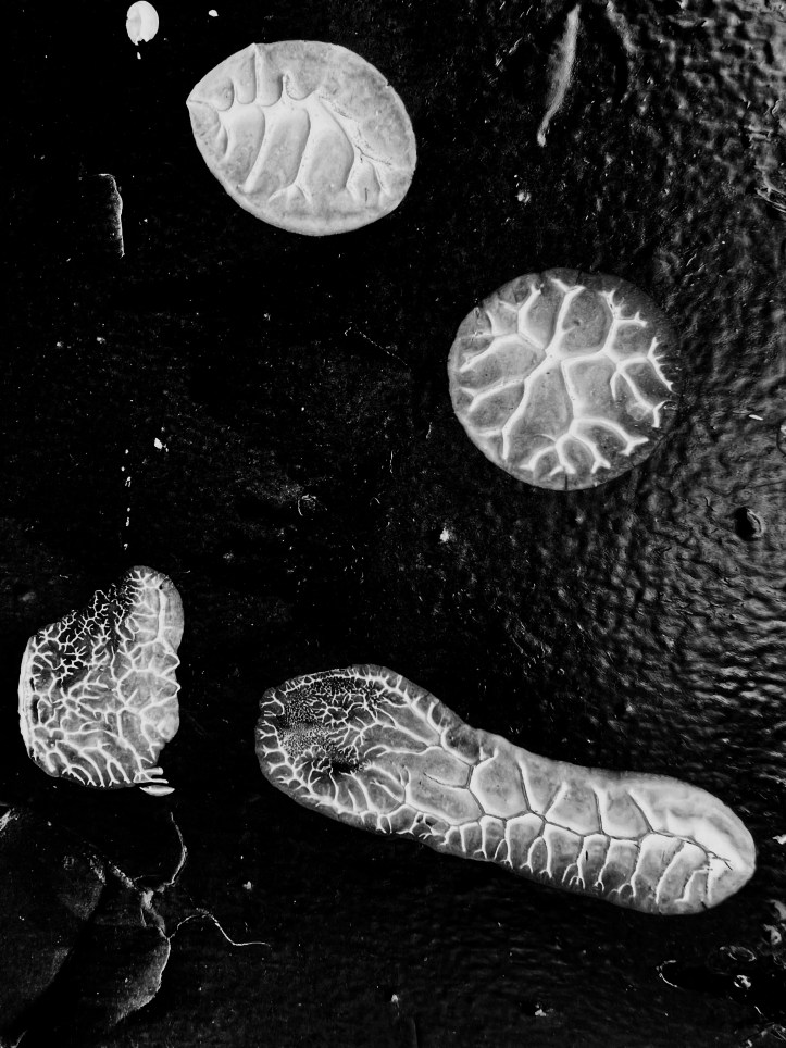 Inseptos inectos/ «Colección»