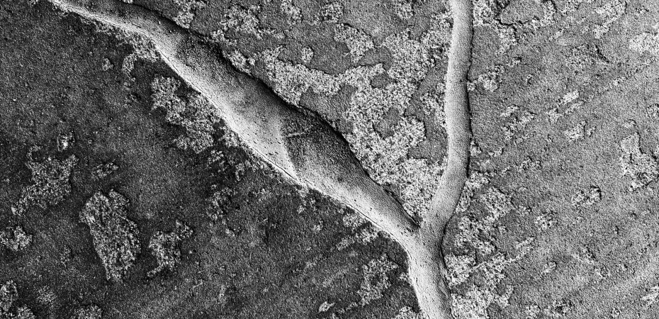 Inseptos inectos/ «Colección» (Tercera entrega)