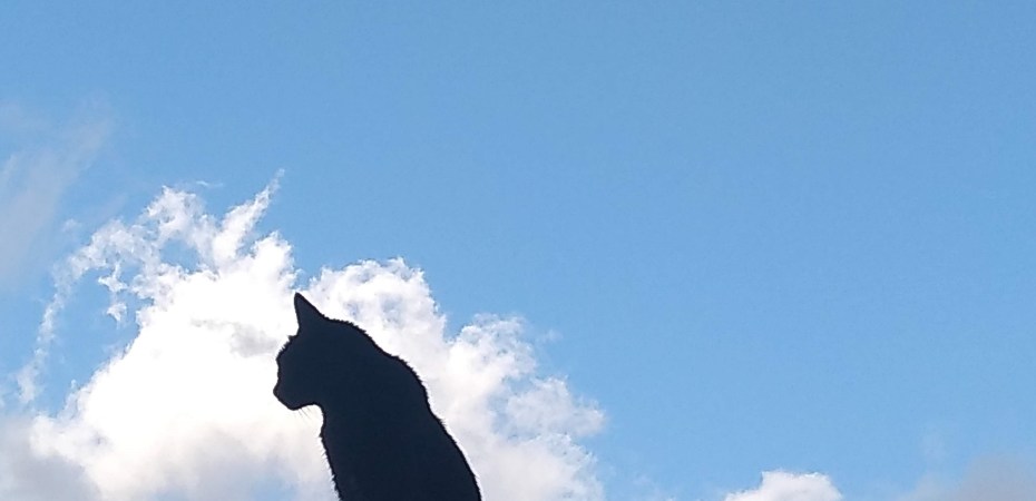 Aprendizajes de esta ultima vuelta de la Vida